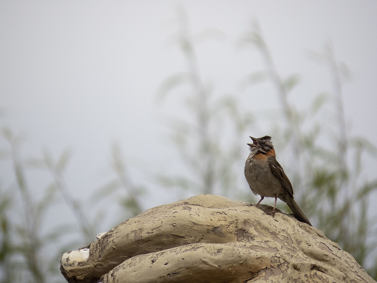 Zonotrichia capensis cantando en un parque de El Tambo - Junín, Perú