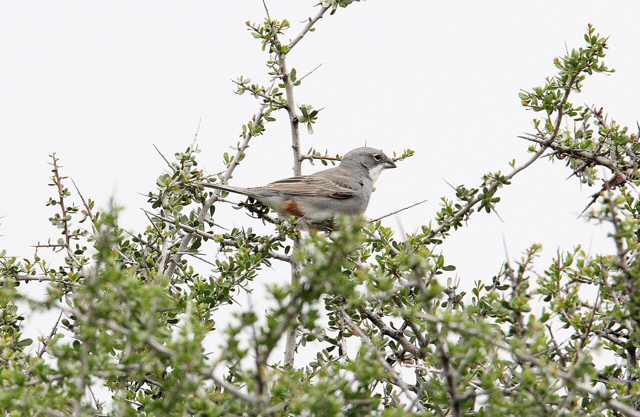 Common Diuca-finch (Diuca diuca) (15774085578)