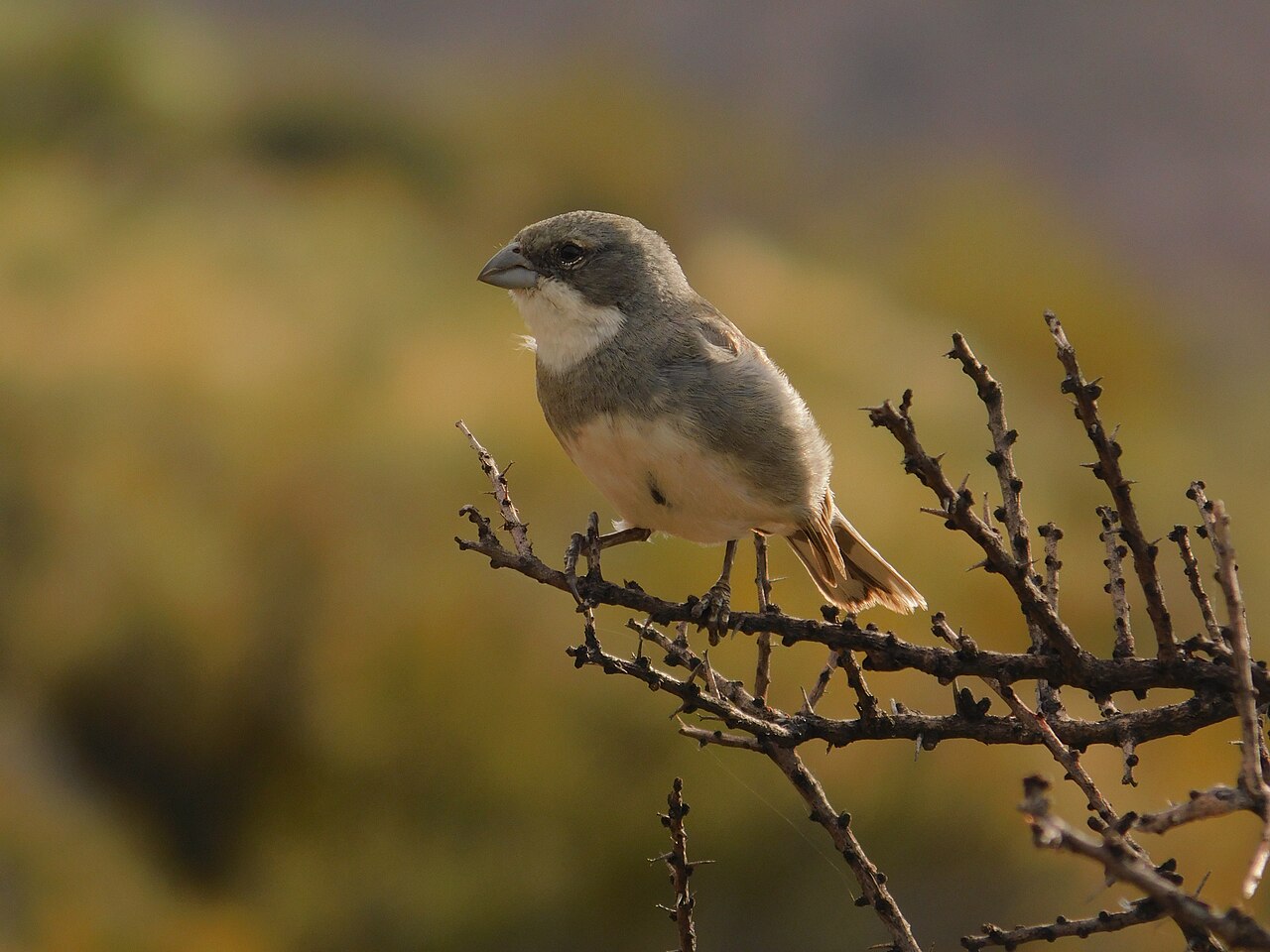 Diuca diuca Sierra Pailemán, Río Negro, Argentina 001