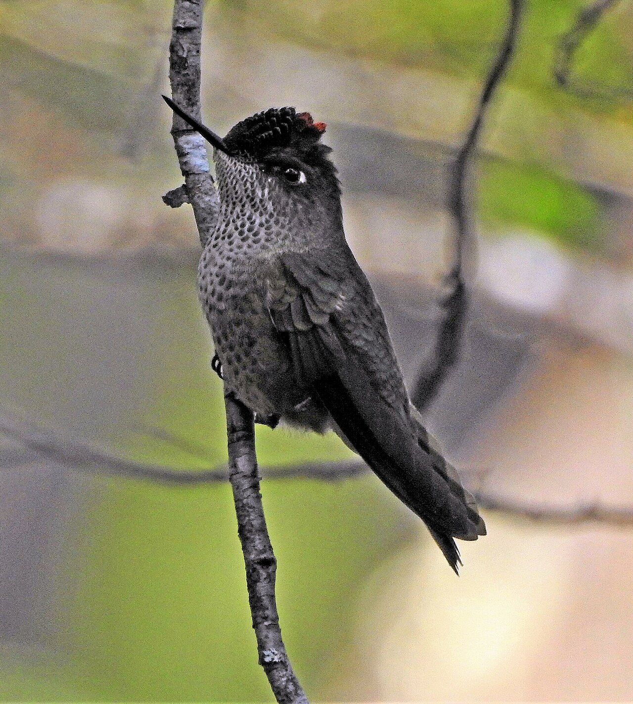 Sephanoides sephaniodes 256697930