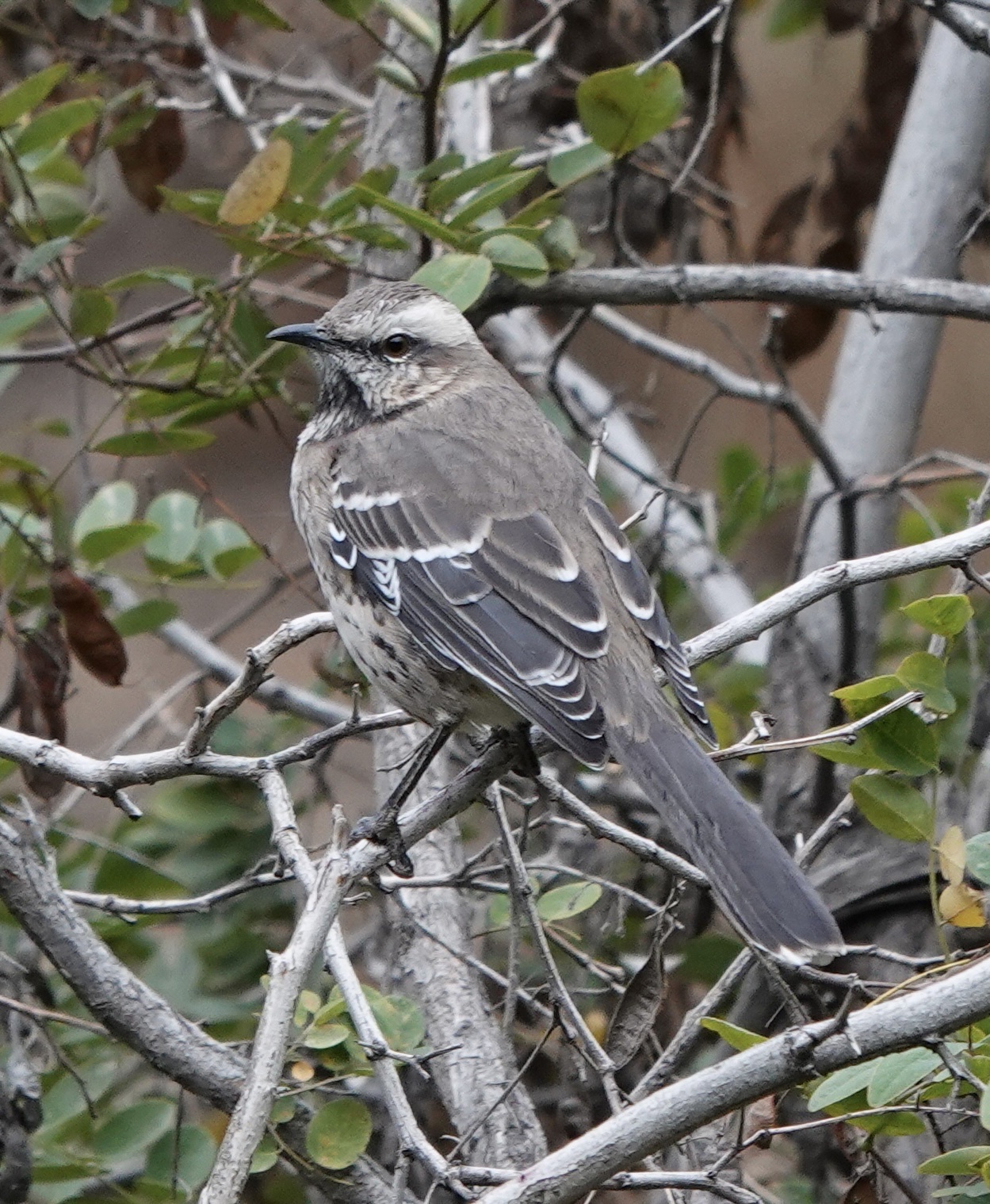 Mimus thenca, Camino La Disputada, Lo Barnechea, Santiago, Chile 1